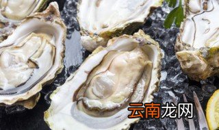 广东几月份的生蚝最肥最嫩 广东几月份的生蚝最肥