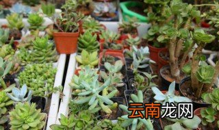 喜好酸性土壤的植物有哪些 有哪些植物喜欢酸性土壤