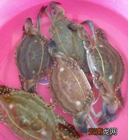 螃蟹要怎么炒才好吃