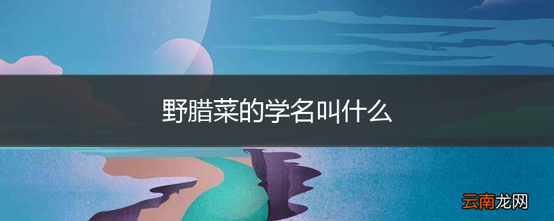 野腊菜的学名叫什么