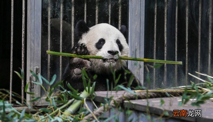 大熊猫吃的竹子是什么种类的 大熊猫如何进食
