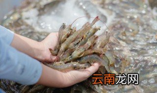 河虾河鱼算海鲜吗 河虾算海鲜吗?