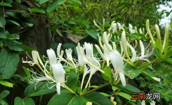 金银花怎么炒制