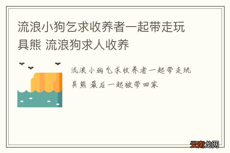 流浪小狗乞求收养者一起带走玩具熊 流浪狗求人收养