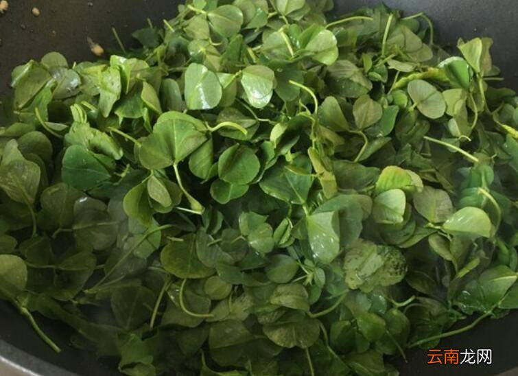金花菜怎么炒
