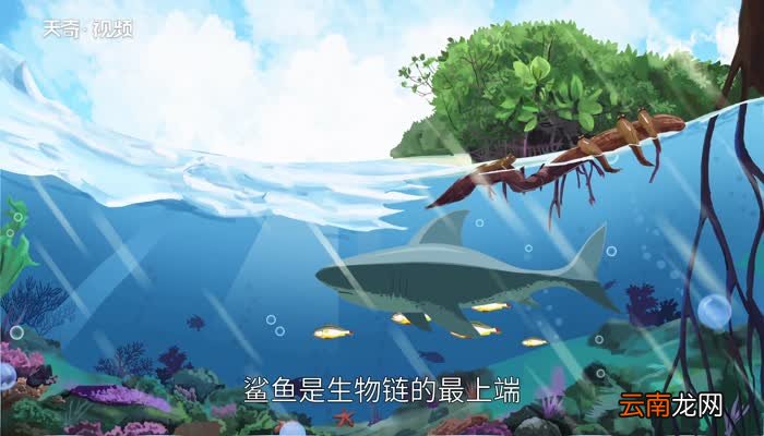 鲨鱼是不是哺乳动物鲨鱼是哺乳动物吗