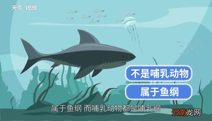 鲨鱼是不是哺乳动物鲨鱼是哺乳动物吗