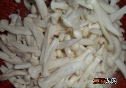 金福菇怎么炒