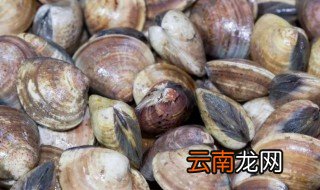 文蛤如何清洗最干净 怎么清洗文蛤