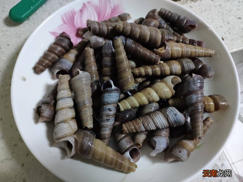海锥怎么炒