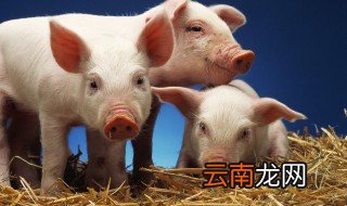 猪槽放家里好不好 猪槽放哪里最旺财