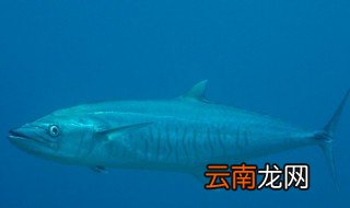什么是马鲛鱼 马鲛鱼介绍