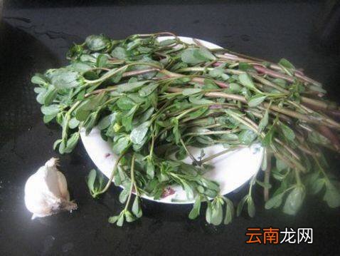 马齿笕怎么炒好吃
