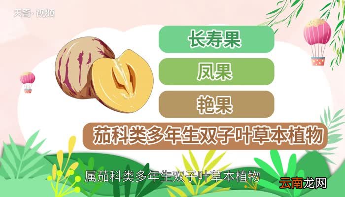 人参果是热性还是凉性人参果是上火还是降火