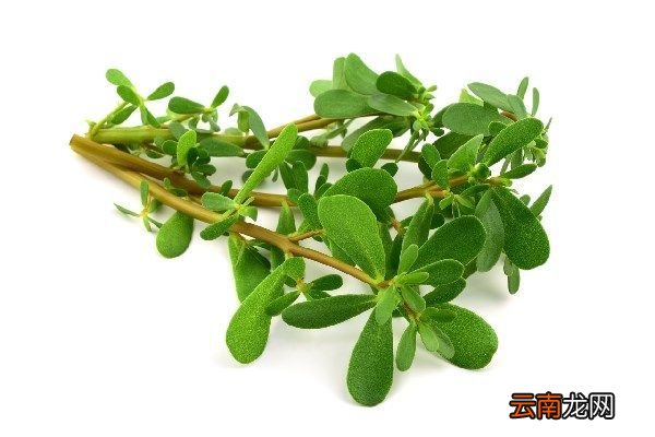 酱瓣草的功效与作用 酱瓣草的功效