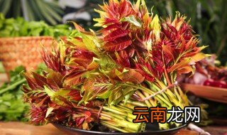 香椿放冰箱能保存多久 香椿的保存时间是多长