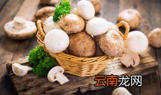 蘑菇是动物还是植物，蘑菇是动物还是植物还是真菌