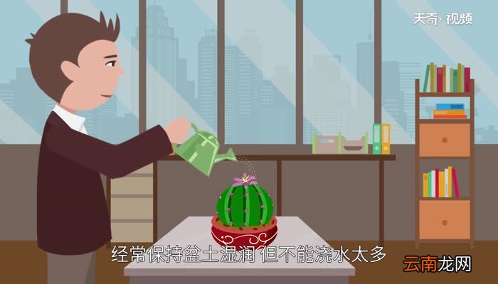 仙人球的花语 仙人球花语象征与寓意