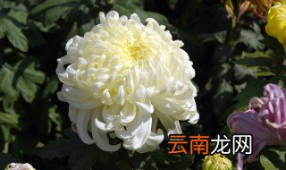 菊花的外形和特点咋描写 描写菊花外形和特点的句子有哪些