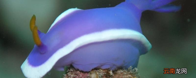 海兔怎么炒