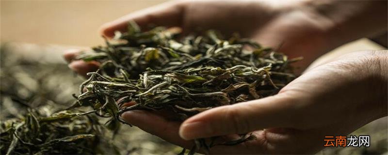 茉莉花茶6种人不要喝茉莉花茶哪六种人不能喝