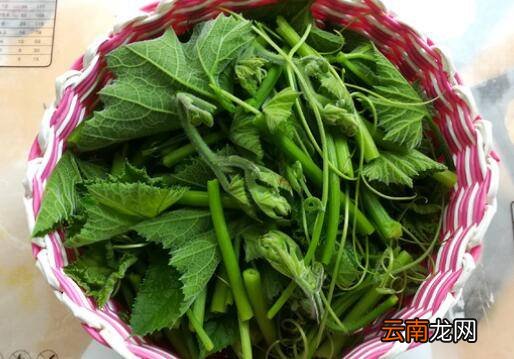 南瓜苗怎么炒好吃