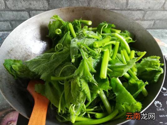 南瓜苗怎么炒好吃