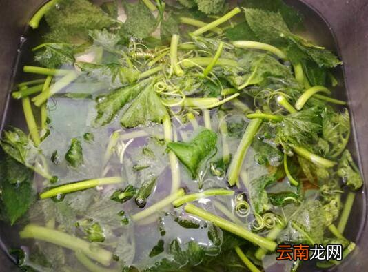 南瓜苗怎么炒好吃