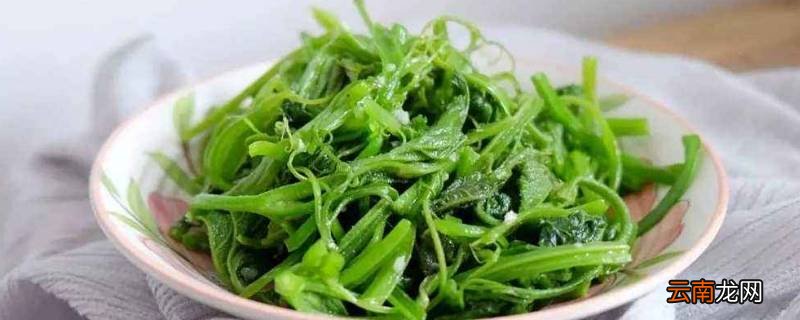 南瓜苗怎么炒好吃