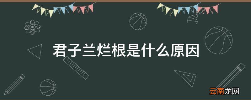 君子兰烂根是什么原因