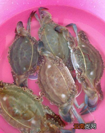 海螃蟹怎么炒