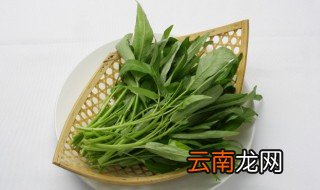 空心菜吃不完怎么保存 空心菜的保存方法