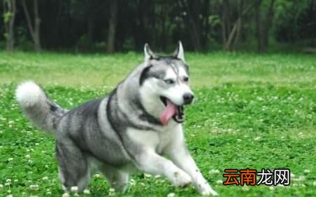 哈士奇为什么喜欢拆家 你们喜欢哈士奇吗