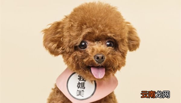 羊头狗肉什么意思 羊头狗肉的意思