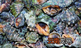 辣螺能放冰箱保鲜吗，车螺可以放冰箱保鲜吗