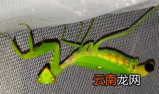 螳螂怎么繁殖后代的 螳螂是怎样繁殖后代的