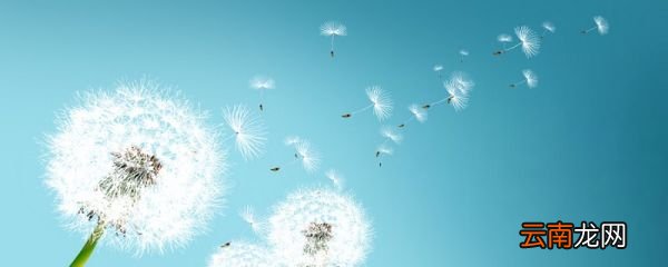 蒲公英在什么季节开放 蒲公英开花的季节