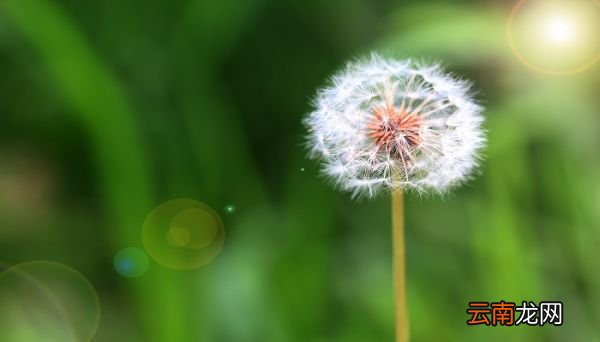 蒲公英在什么季节开放 蒲公英开花的季节