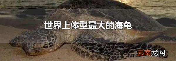 世界上体型最大的海龟