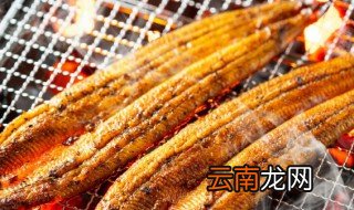 鳗鱼怎么读 鳗鱼读音和解释
