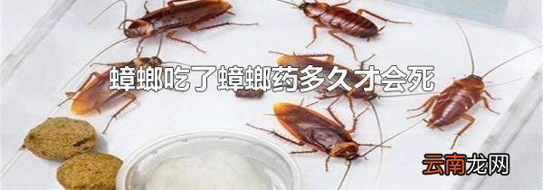 蟑螂吃了蟑螂药多久才会死
