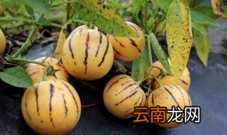人参果圆果好还是长果好 人参果圆果好还是长果好一些