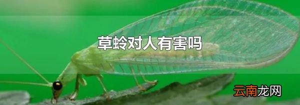 草蛉对人有害吗