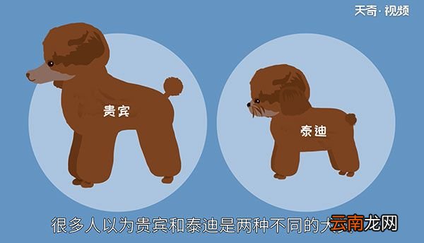 贵宾犬和泰迪的区别