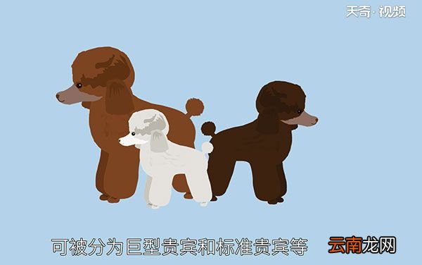 贵宾犬和泰迪的区别