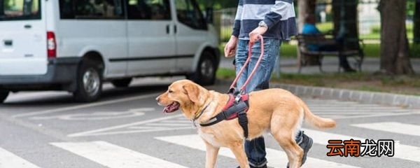 导盲犬是什么狗 导盲犬是什么品种的狗
