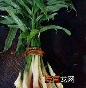 姜叶怎么炒