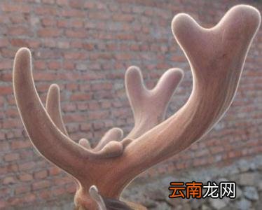 如何服用鹿茸可以壮阳补肾