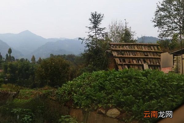 龙胆草的功效与作用 龙胆草的食用禁忌