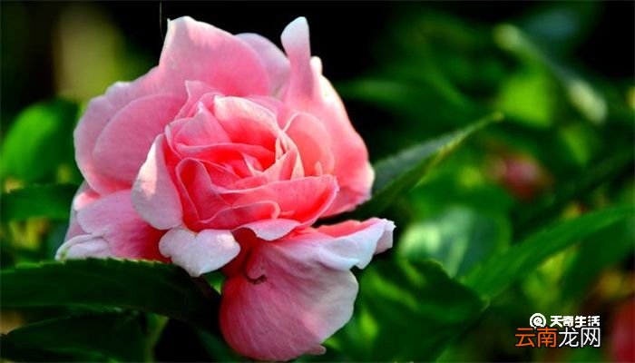 凤仙花的生长过程 凤仙花的生长变化